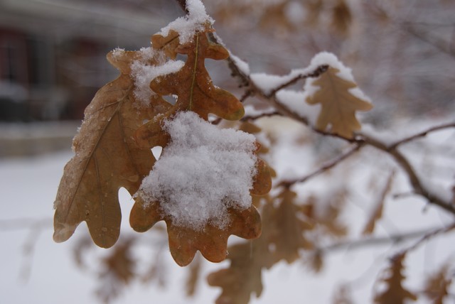 SONY DSC