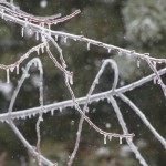 Déclinaison glacée.