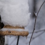 L'hiver en fête !