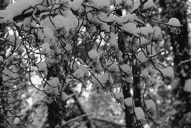 SONY DSC