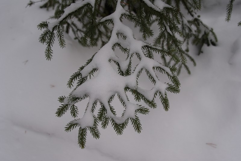 SONY DSC
