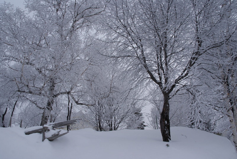 SONY DSC