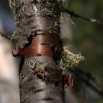 Une lente métamorphose !