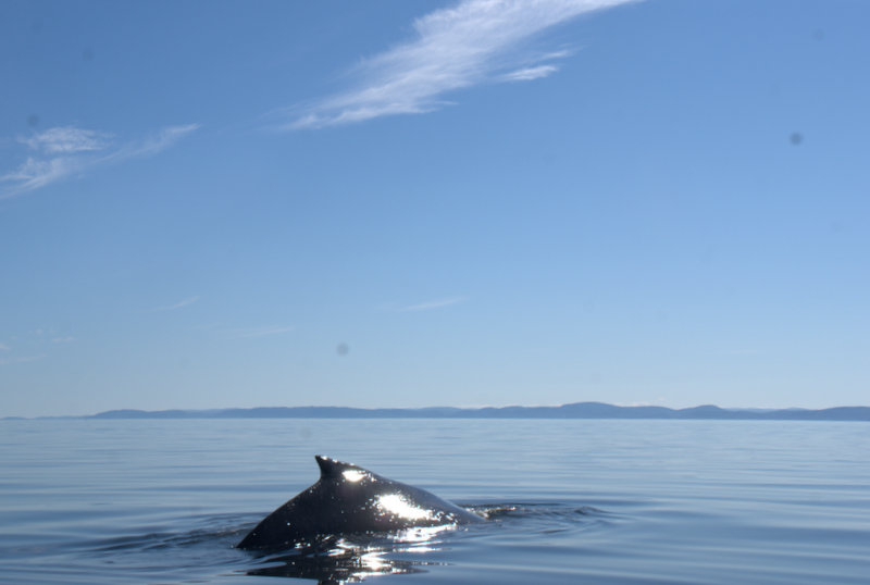 Baleine à bosses.