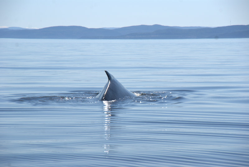 Merci de ta visite belle baleine .