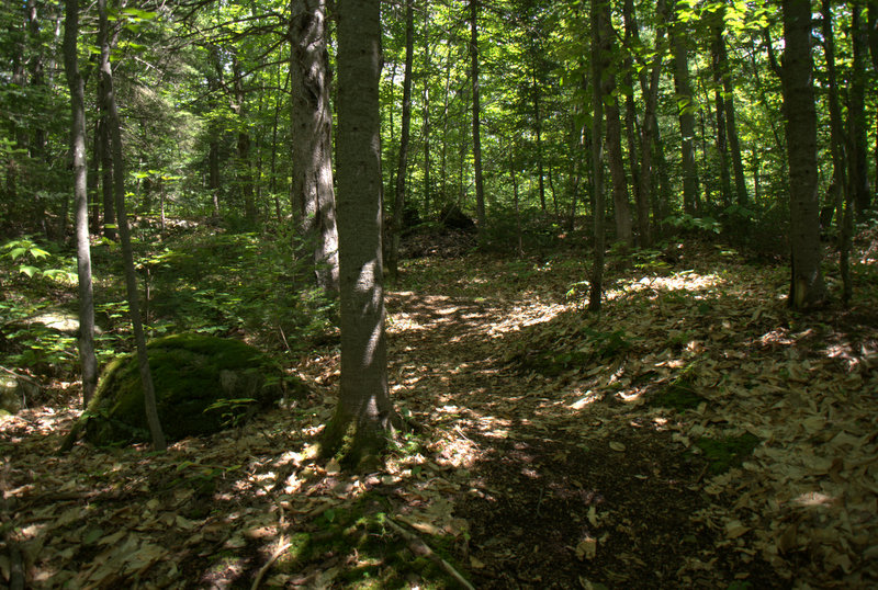 Une forêt traversée par les lutins.