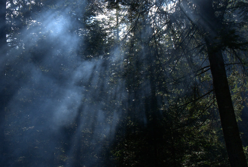 Au coeur de la forêt.