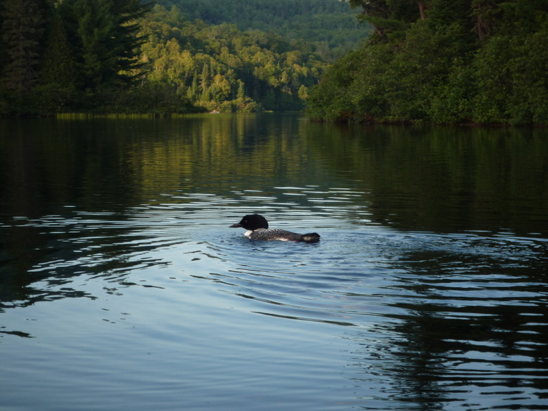 Rencontre avec le huard.