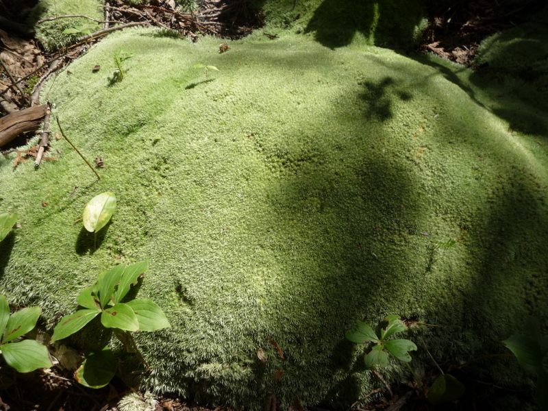 Le coeur caché au milieu des gigantesques thuyas.