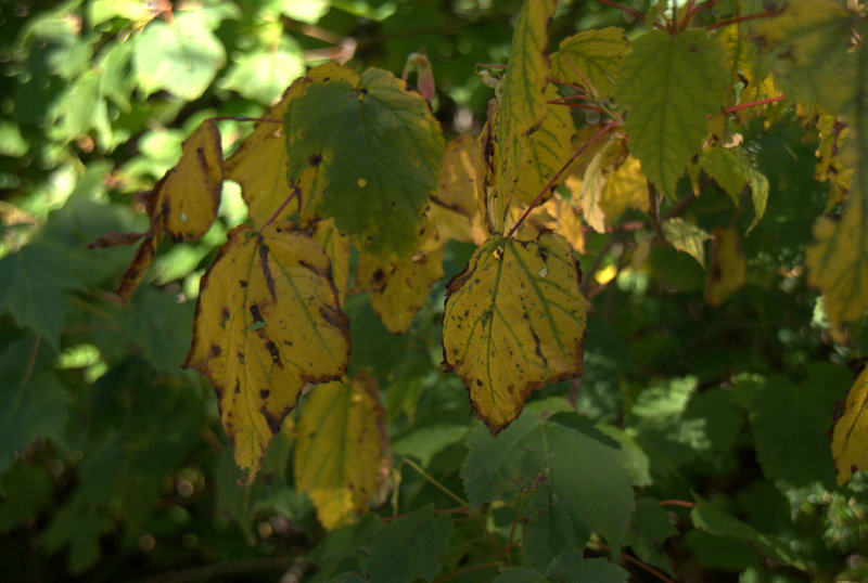 Les feuilles commencent à sécher.