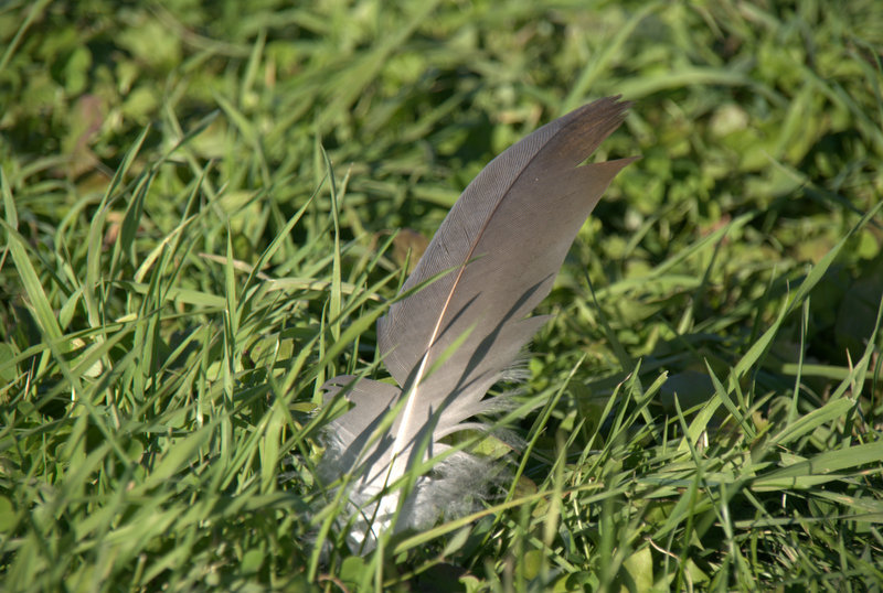 Une plume de grue tombée du ciel.