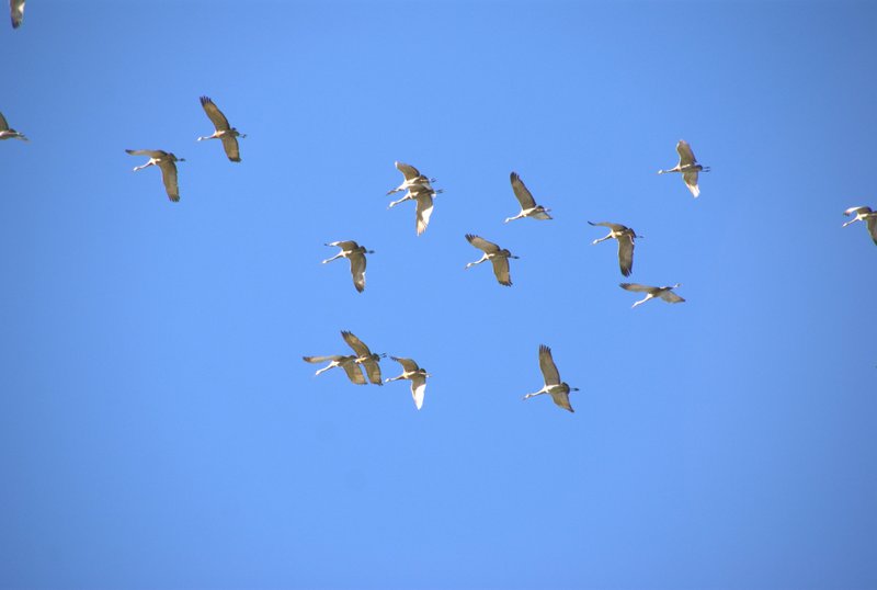 Vol de grues du Canada.