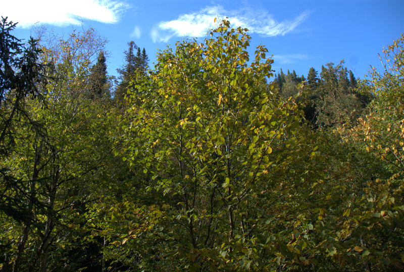 En début d'automne, l'arbre est encore touffu.