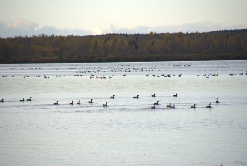 Le lac est habité d'outardes...