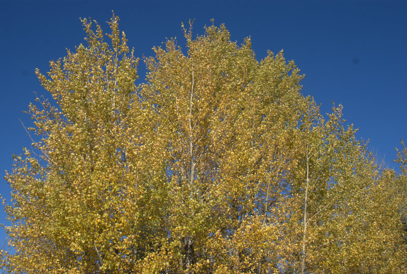 Les bouleaux rayonnent sous un ciel bleu.