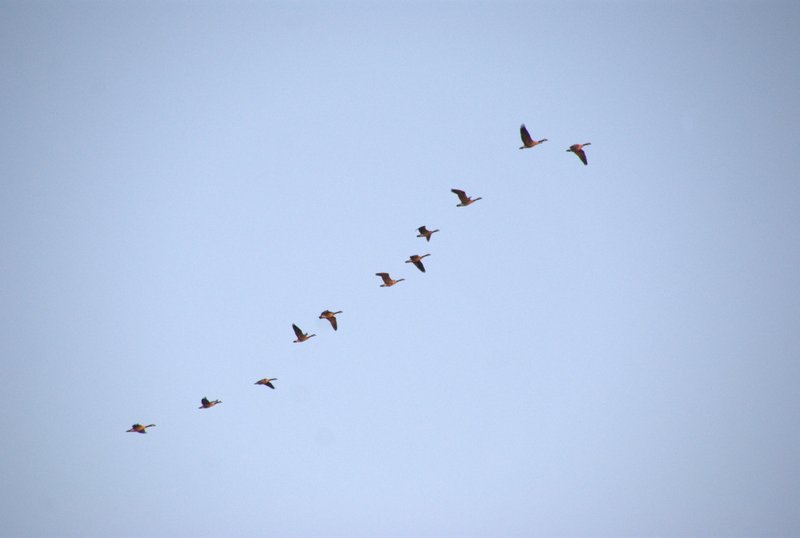 Vol des outardes vers le sud.