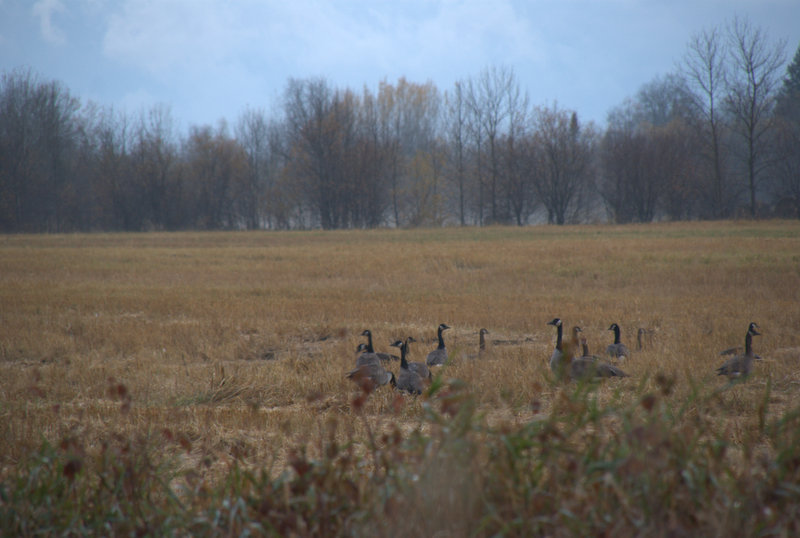 Des outardes dans le champ voisin.