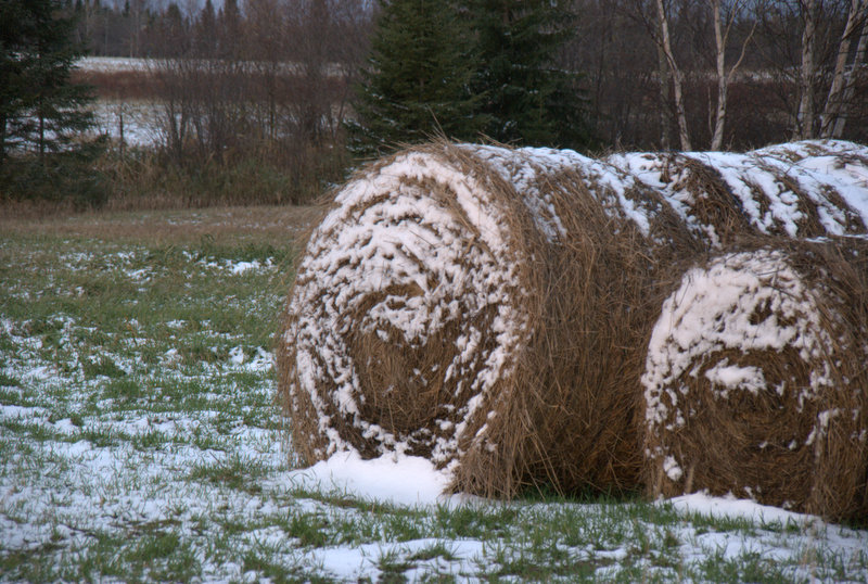 Une première neige qui ne tiendra pas.