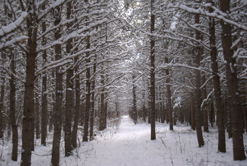 La voûte d'hiver.