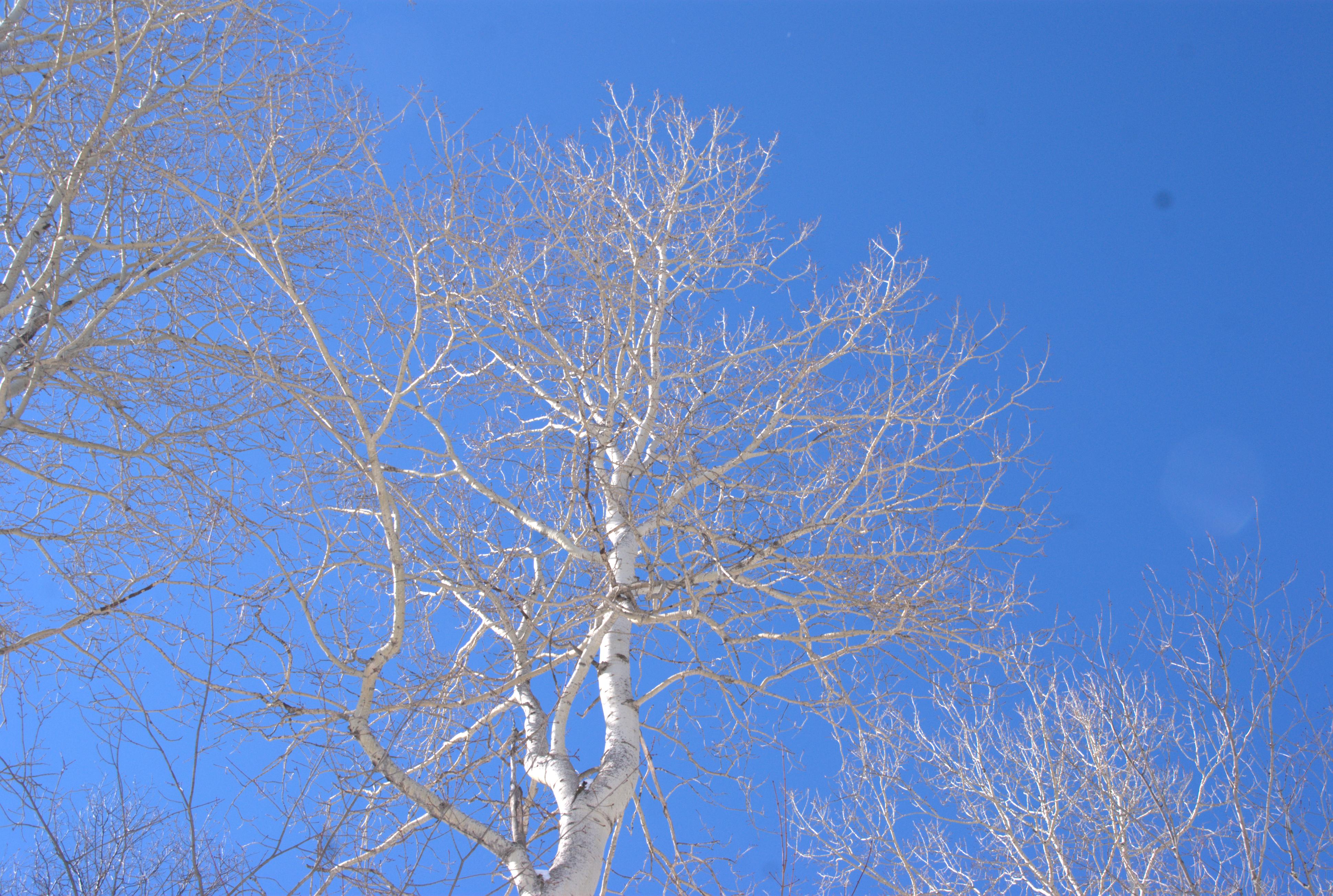 La neige est tombée, seul le ciel bleu nous guide...
