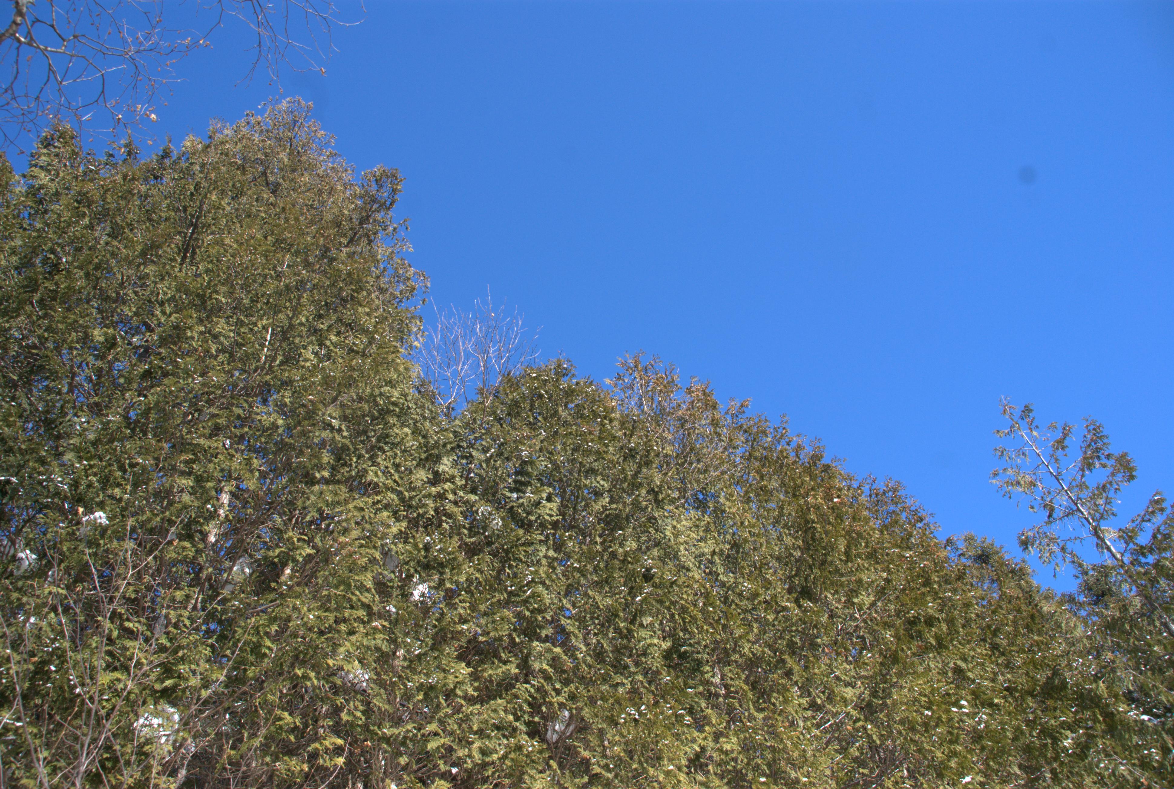 Serait-ce un avant goût d'un printemps précoce ?