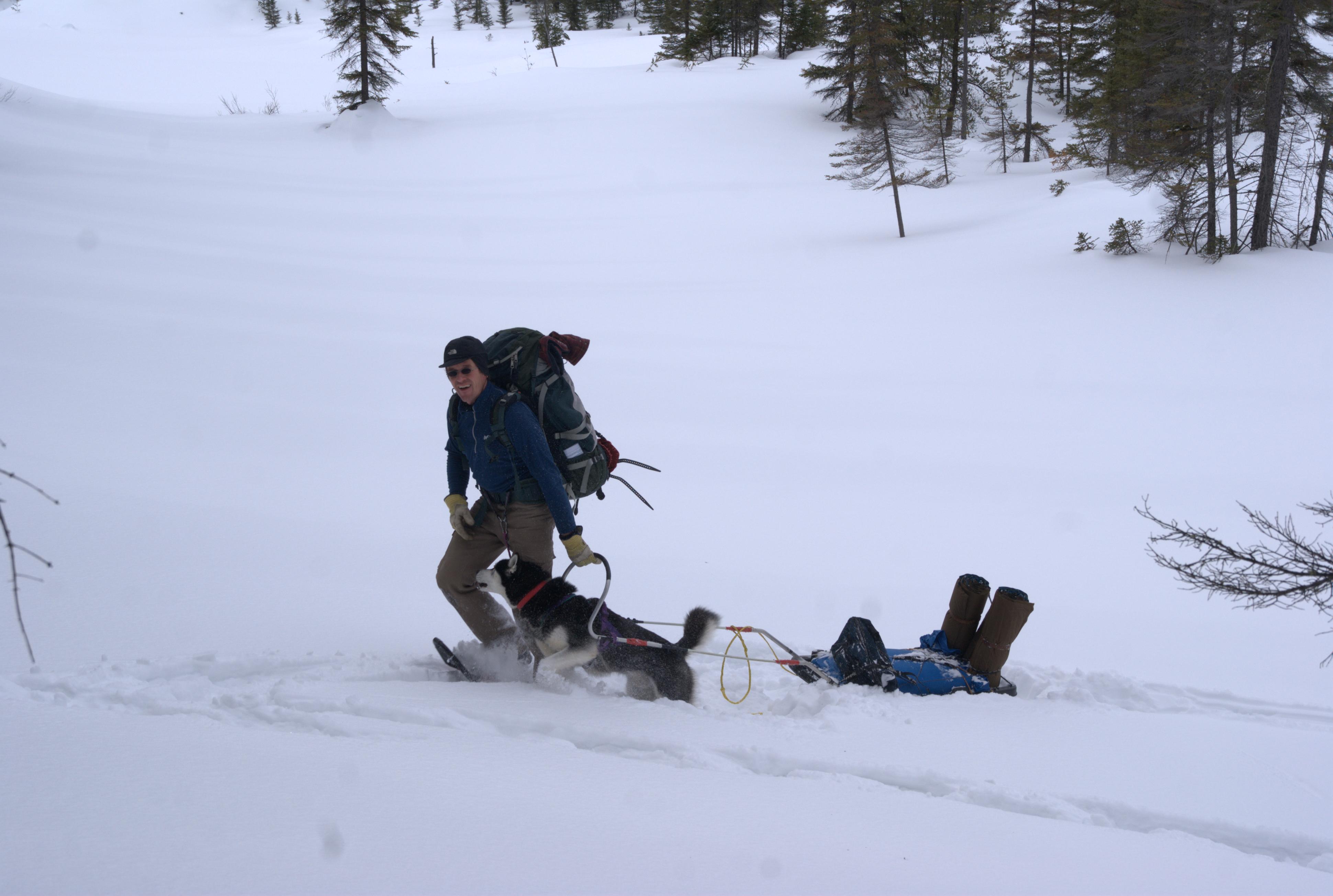 Quand c'est l'homme qui tire le chien, ça devient difficile!