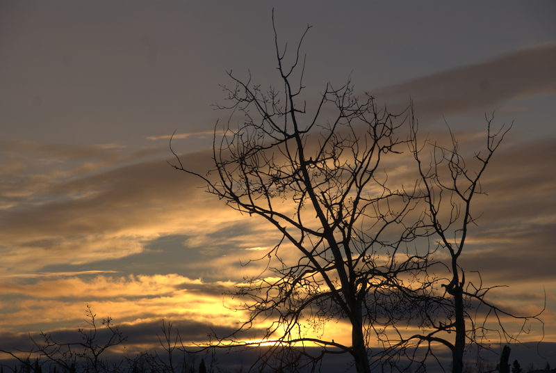 SONY DSC