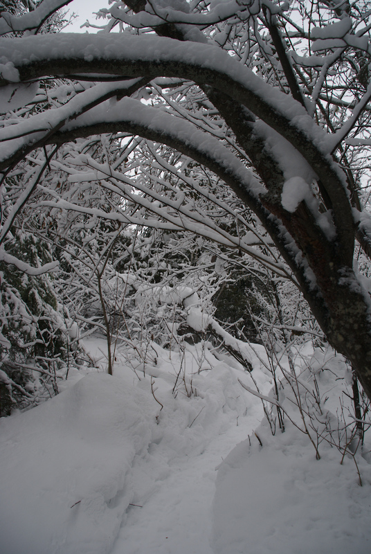 C'est la porte d'entrée de la forêt.