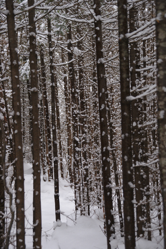 La magie de l'hiver.