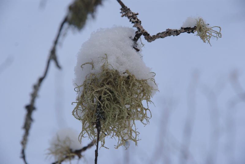 Quelques lichens apparents.
