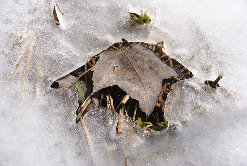 La nature s'éveille et reprend sa place sur la neige blanche de l'hiver...