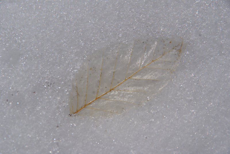 Quand une feuille s'endort pour un lomg hiver...