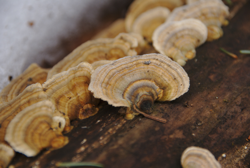 Ils sortent de l'hibernation.