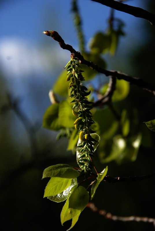 21 Mai,15.6°C. les feuilles du faux-tremble s'ouvrent.