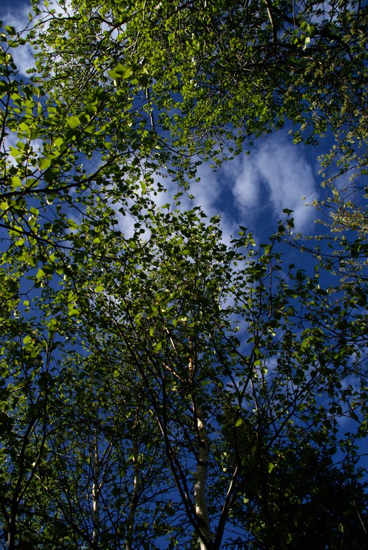 29 Mai,12.6°C. Le faux-tremble resplendit!