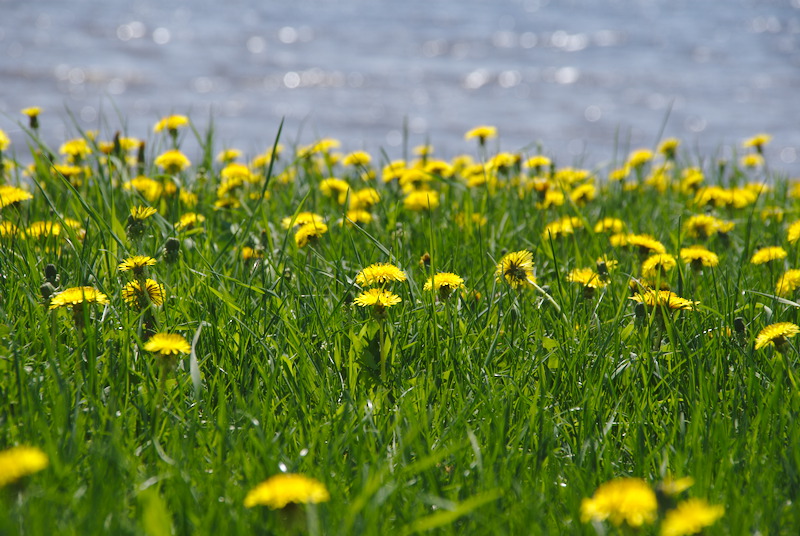 Pissenlits du printemps... voire de l'été!