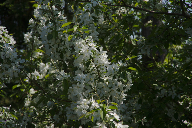 Les fleurs prolifèrent dans les arbres.