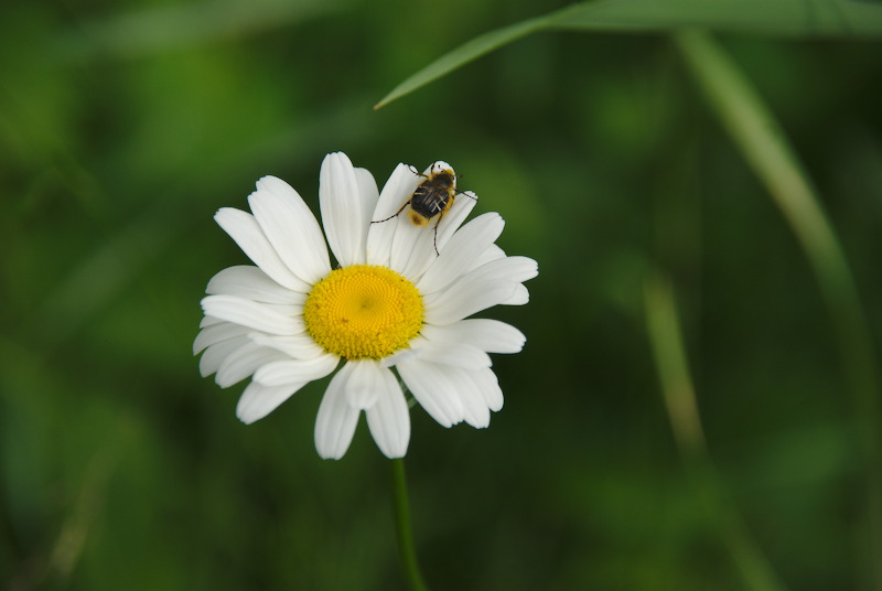 Les insectes sont arrivés.