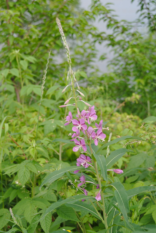 L'épilobe à l'aube de sa floraison.