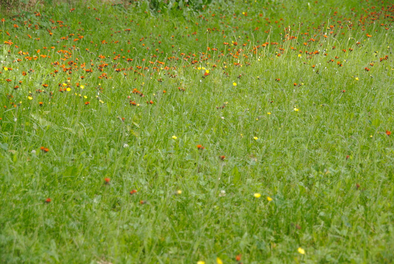 Un vert floral attirant!