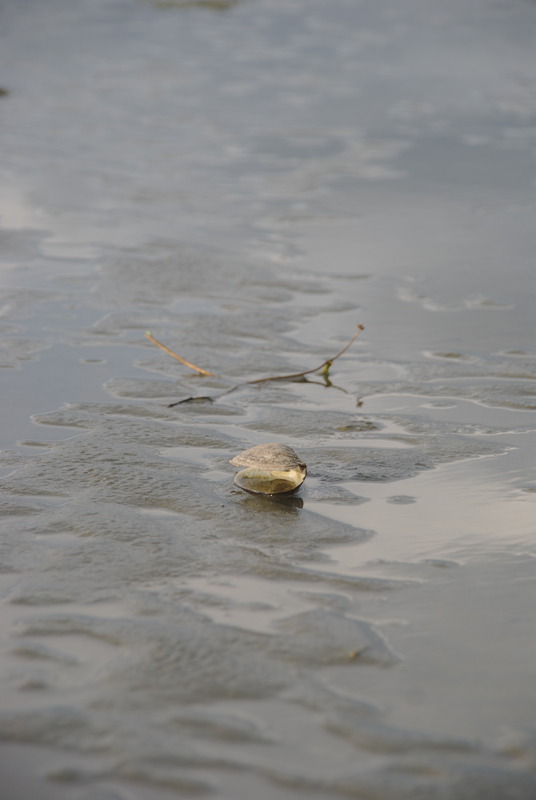 Un coquillage bien solitaire.
