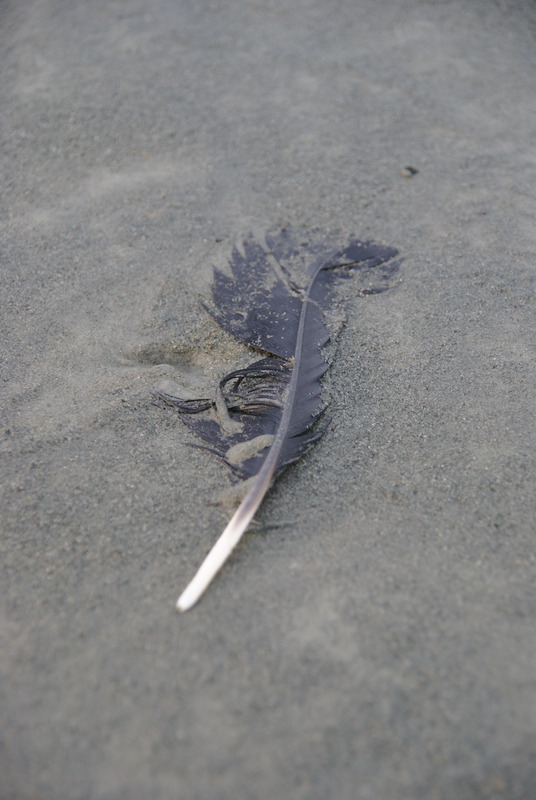 Qui est cet oiseau brun qui a marqué son passage?