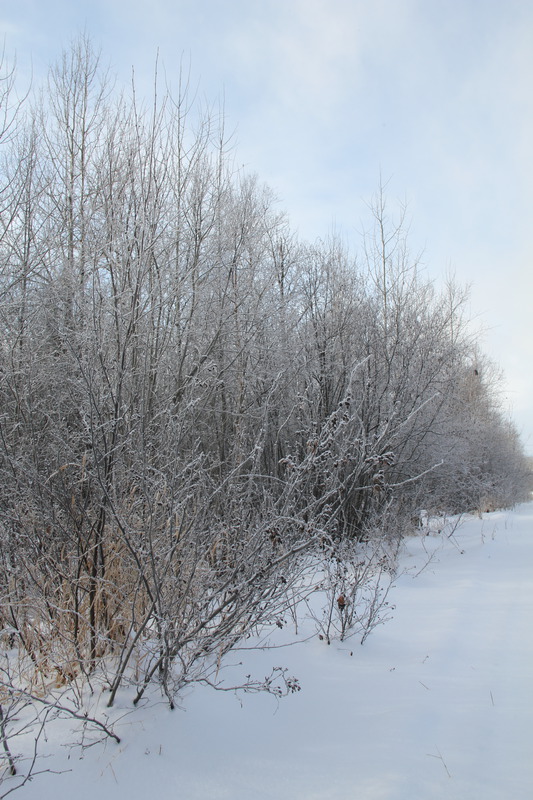 Mère nature se pare de son blanc manteau!
