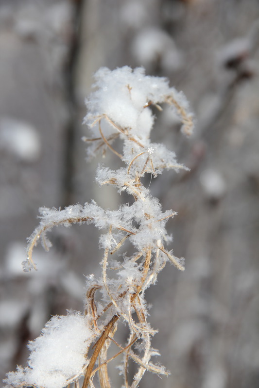La neige tombe délicatement,