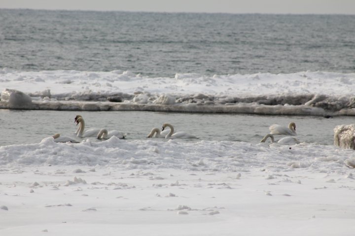 Le lac dégèle tranquillement et les oiseaux s'installent.