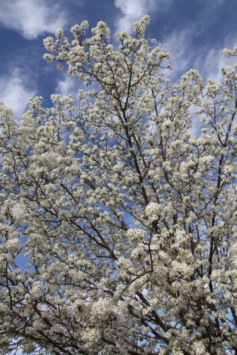Il y a des endroits où le mois de mars est bien synonyme à printemps !