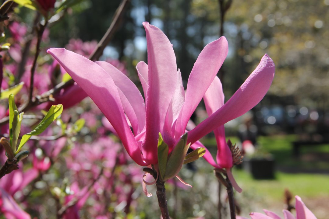 Et, le célèbre magnolia!