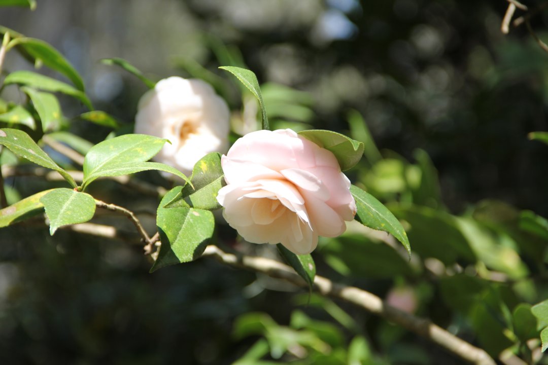 La plantation est parsemé d'arbres et de fleurs: camélias de toutes les couleurs, azalés, etc...