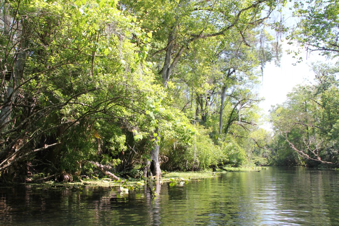 A peine sur l'eau, nous avons vu un alligator...