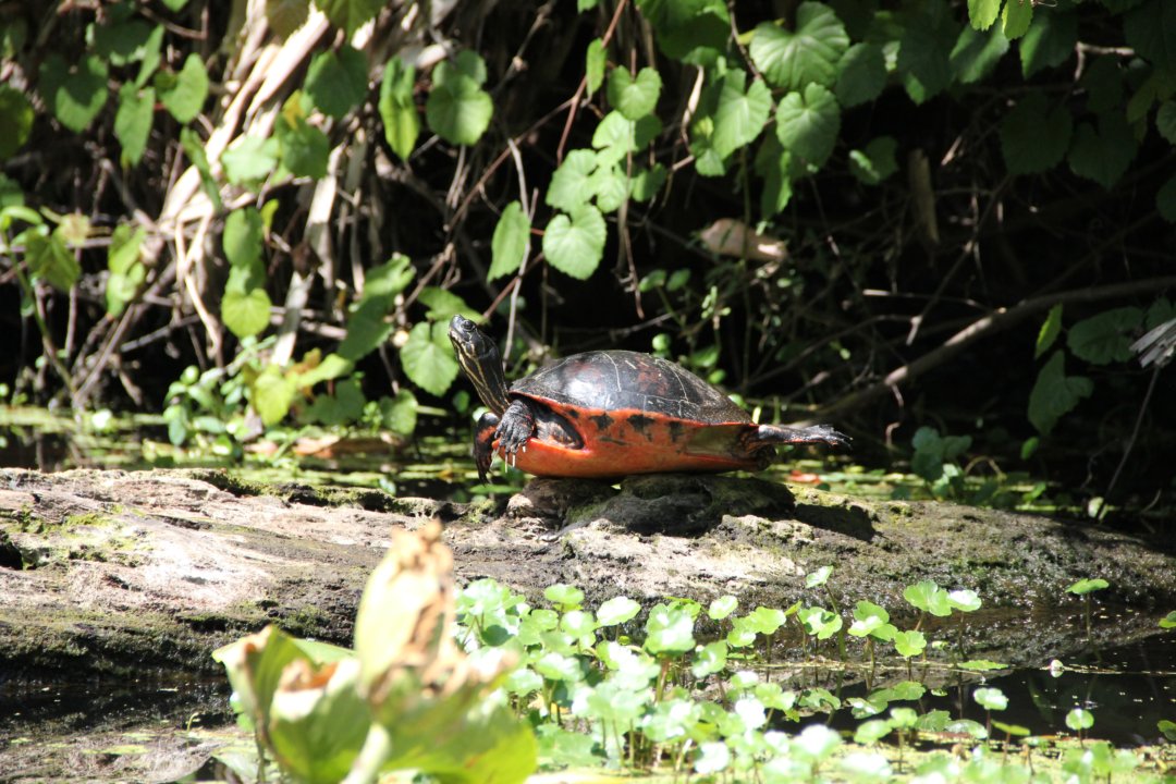 Le bal des tortues qui se réchauffent au soleil.
